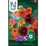 Isoköynnöskrassi, 'Out of Africa'