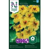 Pensasköynnöskrassi, 'Peach Melba'