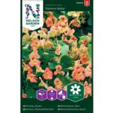 Pensasköynnöskrassi, 'Salmon Baby'