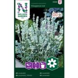 Tähkälaventeli, 'Ellagance Ice'