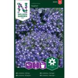 Riippalobelia, 'Saphir'