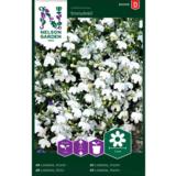 Sinilobelia, 'Snowball'