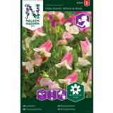 Tuoksuherne, 'Villa Roma' White & Rose