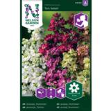 Tarhaleukoija, 'Ten Week'