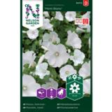 Kesämalvikki, 'Mont Blanc'