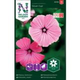 Kesämalvikki, 'Silver Cup'