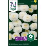 Reunuspäivänkakkara, 'Snow Ball'