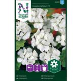 Pelargoni, 'Inspire White' F1