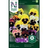 Tarhaorvokki, Hiemalis, väriseos