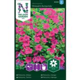 Tarhapetunia, 'Showers Burgundy'