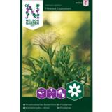 Koristeruoho, hirssi, 'Frosted Explosion'