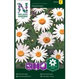 Päivänkakkara, 'Maikönigin'