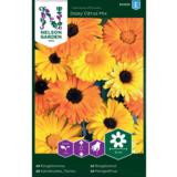 Tarhakehäkukka, Daisy Citrus mix