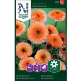 Tarhakehäkukka, 'Pink Surprise'