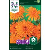 Tarhakehäkukka, 'Radio'