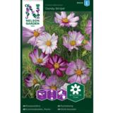 Punakosmoskukka, 'Candy Stripe'