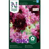 Punakosmoskukka, 'Double Click'