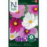 Punakosmoskukka, 'Early Summer'