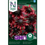 Kesäpäivänhattu, 'Cherry Brandy'