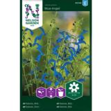 Sinisalvia, 'Blue Angel'