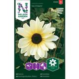 Pikkuauringonkukka, 'Ice Cream'