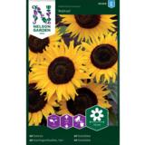 Isoauringonkukka, 'Ikarus'