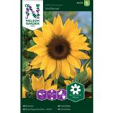 Jättiauringonkukka, 'Uniflorus'