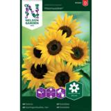 Isoauringonkukka, 'Moonwalker'