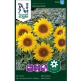 Kääpiöauringonkukka, 'Pacino Gold'