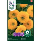 Isoauringonkukka, 'Sungold'