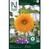 Isoauringonkukka, 'Double Sunking'