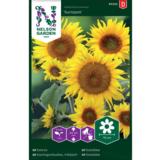 Kääpiöauringonkukka, 'Sunspot'