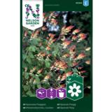 Liuskamiinanköynnös