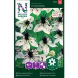 Espanjanneito, 'African Bride'