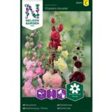 Tarhasalkoruusu, 'Charters Double'