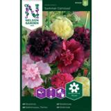 Tarhasalkoruusu, 'Summer Carnival'