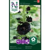 Tarhasalkoruusu, 'The Watchman'