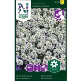 Tuoksupielus, 'Carpet of Snow'