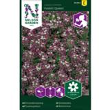 Tuoksupielus, 'Violet Queen'