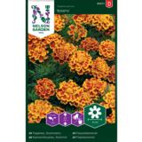 Ryhmäsamettikukka, 'Bolero'