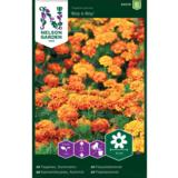 Ryhmäsamettikukka, 'Boy O Boy'