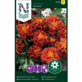 Ryhmäsamettikukka, 'Panther'