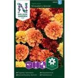 Ryhmäsamettikukka, 'Strawberry Blond'