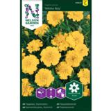 Ryhmäsamettikukka, 'Yellow Boy'