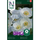 Silkkiunikko, 'Bridal Silk'