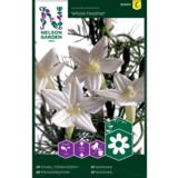 Miinanköynnös, 'White Feather'