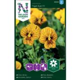 Sarviorvokki, 'Angel Tiger Eye' F1