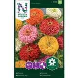 Isotsinnia, väriseos