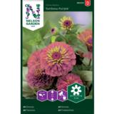 Isotsinnia, 'Sunbow Purple'