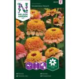 Isotsinnia, 'Zinderella Peach'